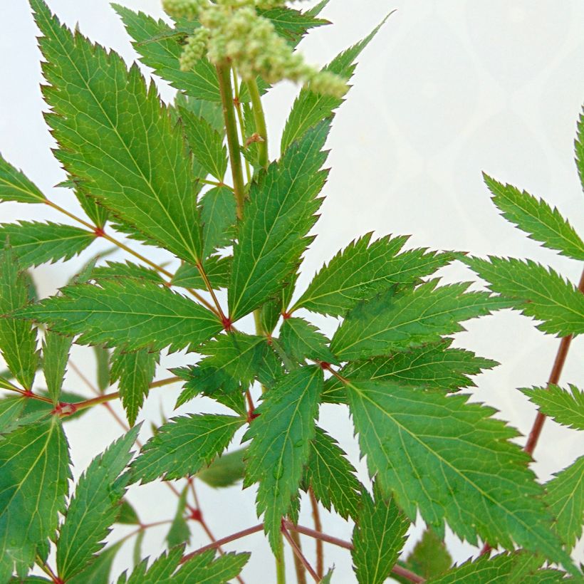 Astilbe japonica Peach Blossom - Prachtspiere (Foliage)
