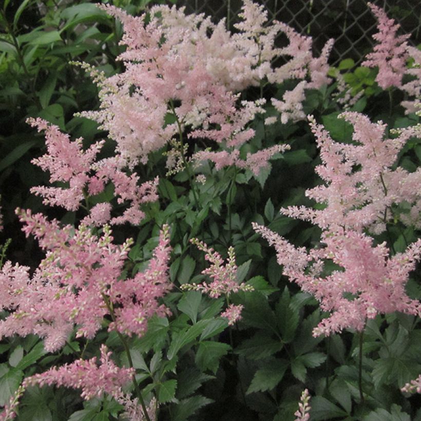 Astilbe japonica Peach Blossom - Prachtspiere (Flowering)