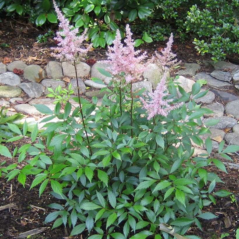 Astilbe japonica Peach Blossom - Prachtspiere (Plant habit)