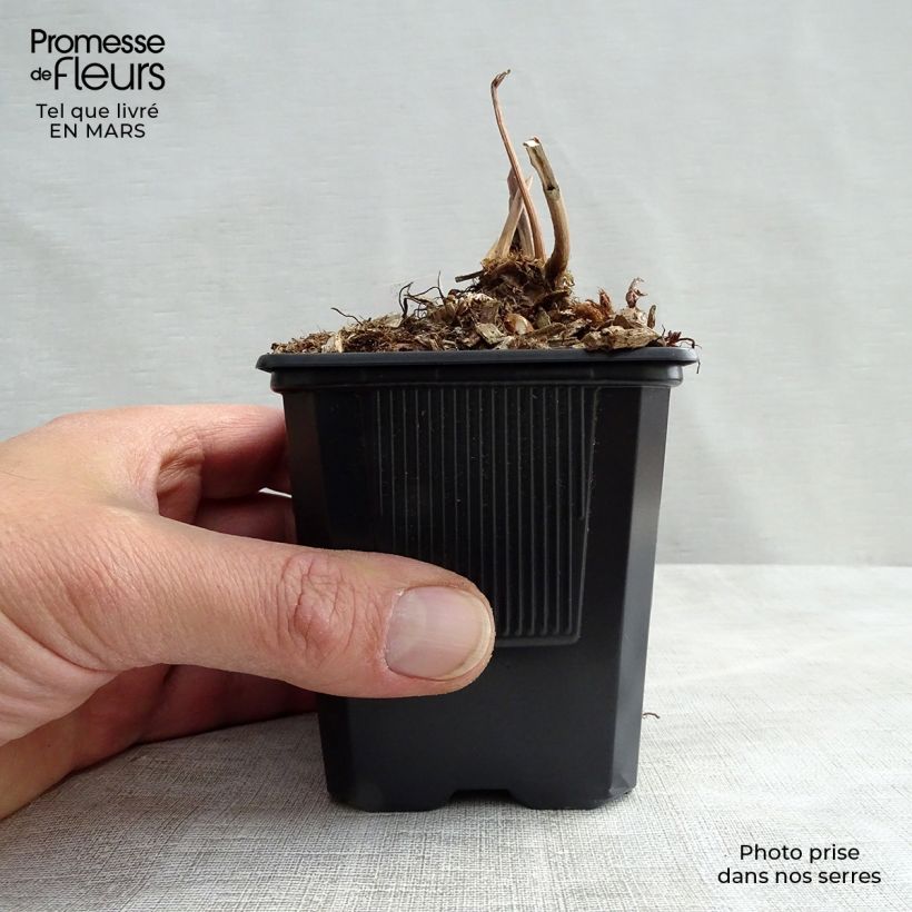 Example of Astilbe japonica Peach Blossom - Prachtspiere Kleine Töpfe von 8/9 cm as you get in printemps