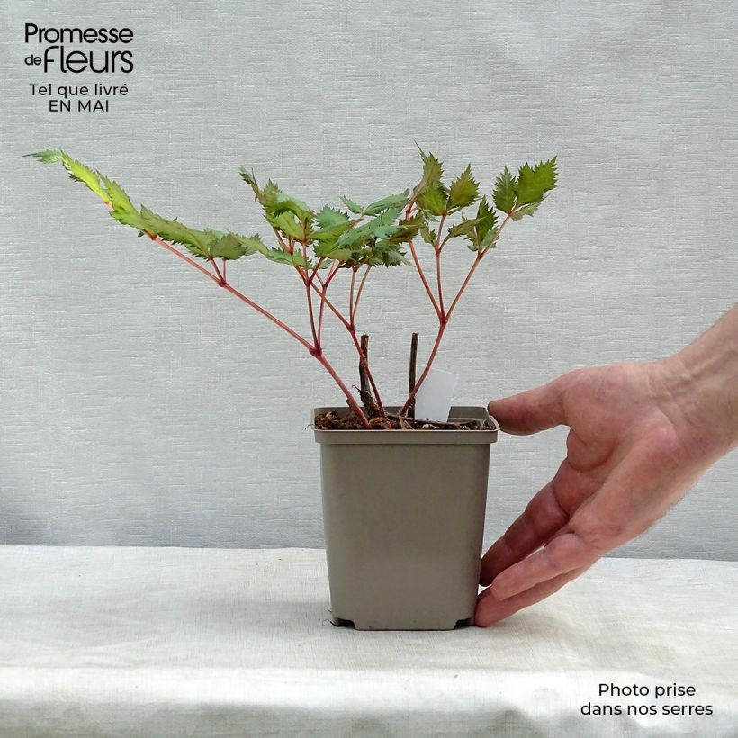 Exemplar von Astilbe japonica Red Sentinel - Prachtspiere Kleine Töpfe von 8/9 cm wie im Frühjahr geliefert