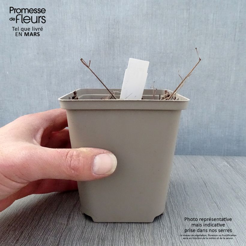 Exemplar von Astilbe japonica Vesuvius - Prachtspiere Kleine Töpfe von 8/9 cm wie im Frühjahr geliefert