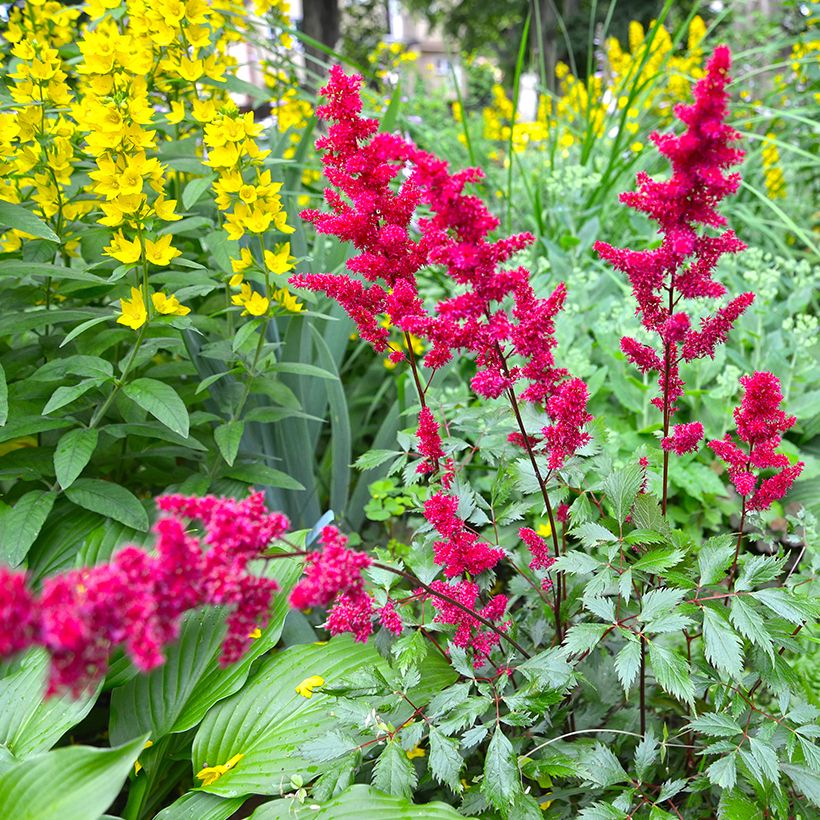 Astilbe japonica Vesuvius - Prachtspiere (Wuchs)