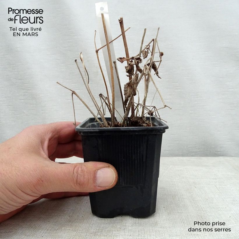 Exemplar von Astilbe thunbergii Straussenfeder - Prachtspiere Kleine Töpfe von 8/9 cm wie im Frühjahr geliefert