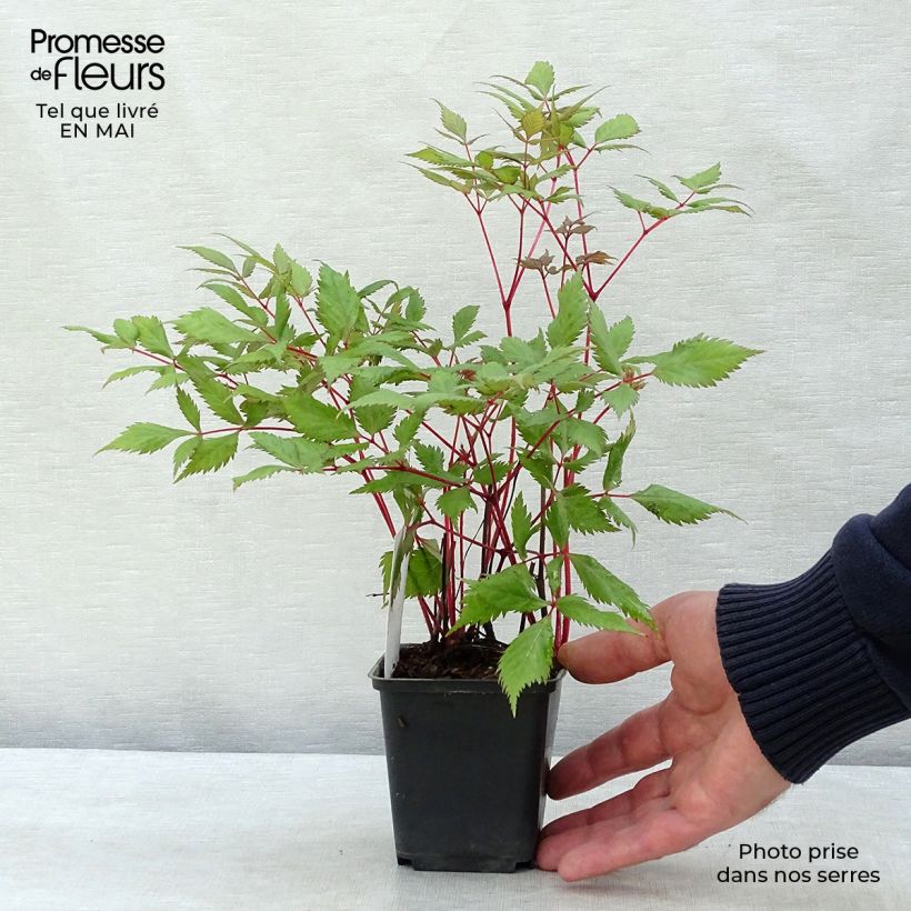 Example of Astilbe arendsii Fanal - Prachtspiere Kleine Töpfe von 7/8 cm as you get in printemps