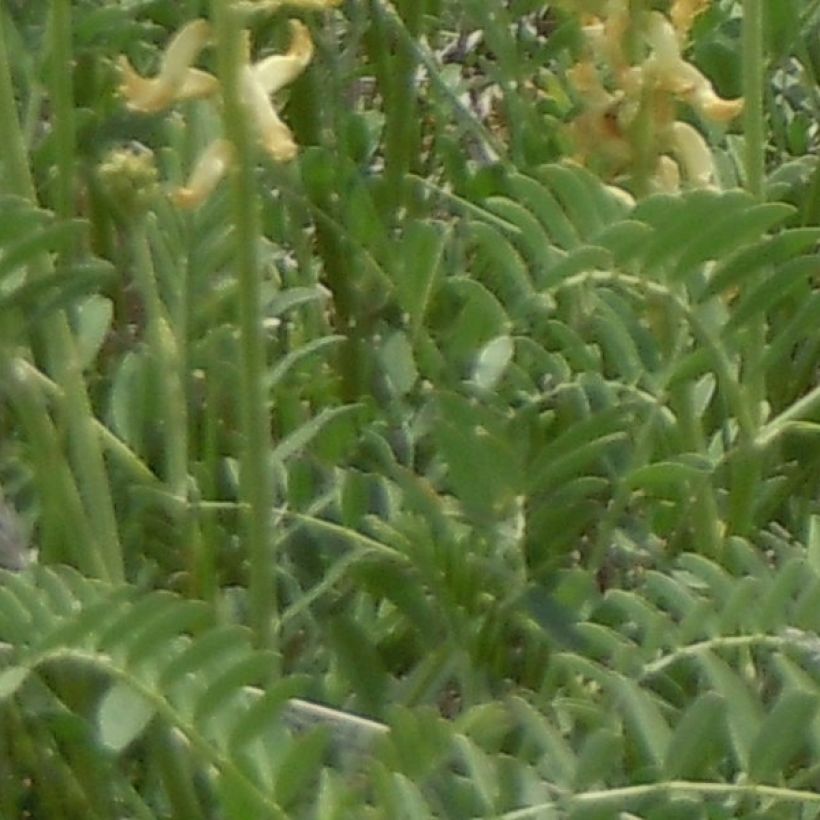 Astragalus canadensis - Kanadisches Milchkraut (Laub)