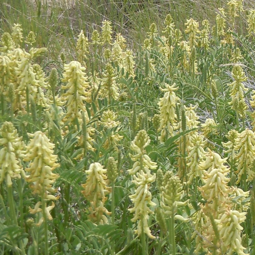 Astragalus canadensis - Kanadisches Milchkraut (Wuchs)