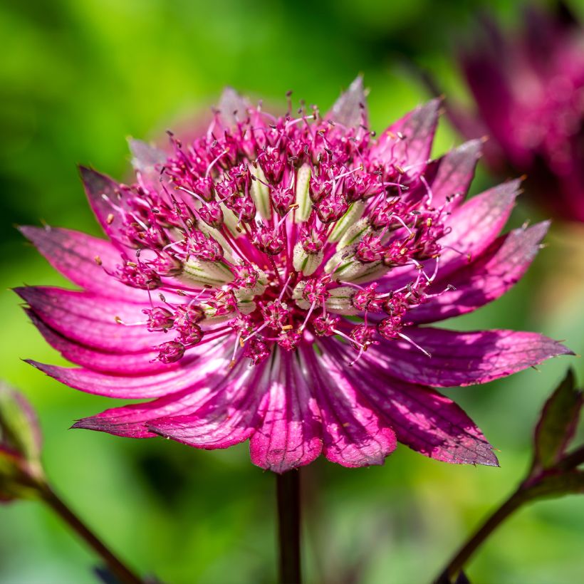 Astrantia Star of Love - Sterndolde (Flowering)