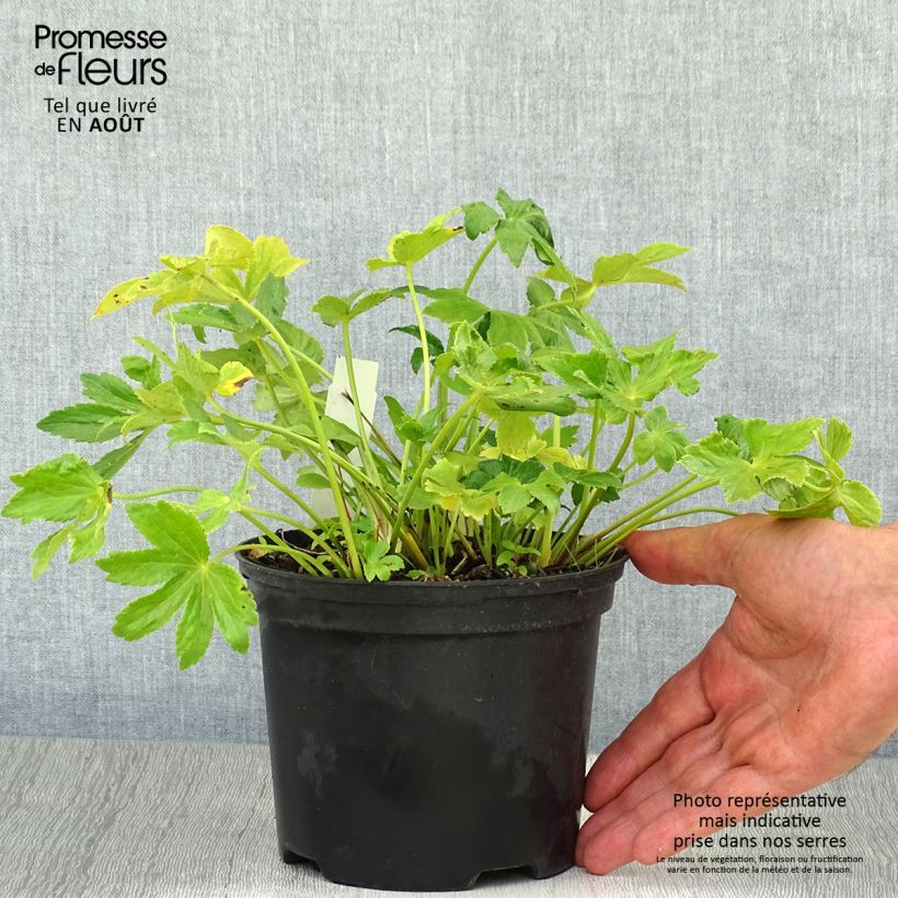 Exemplar von Astrantia Star of Billion - Sterndolde Topf mit 2L/3L wie im Sommer geliefert
