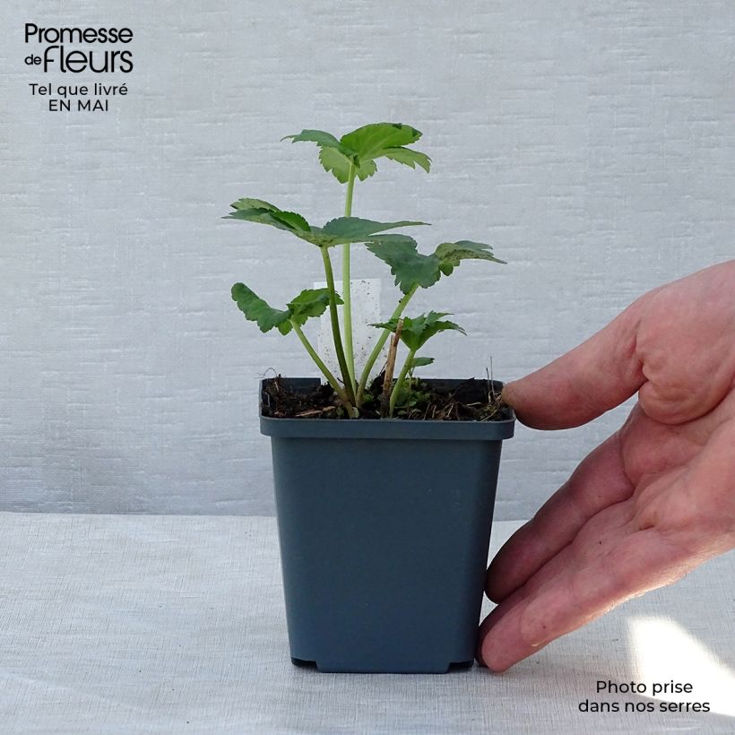 Exemplar von Astrantia Star of Billion - Sterndolde Kleine Töpfe von 8/9 cm wie im Frühjahr geliefert