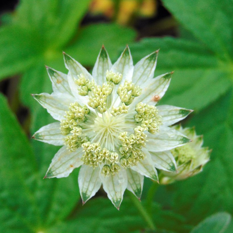 Astrantia major Alba - Sterndolde (Flowering)