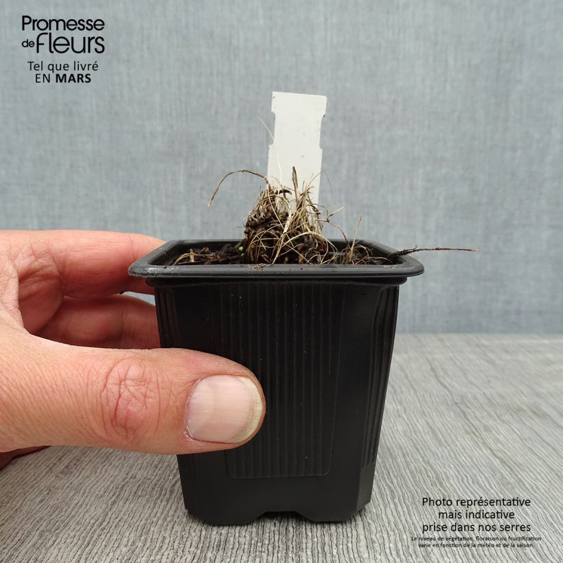 Example of Astrantia major Alba - Sterndolde Kleine Töpfe von 8/9 cm as you get in printemps