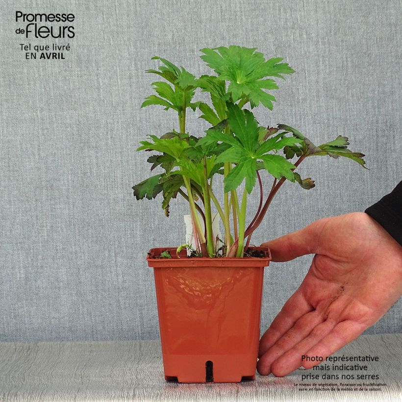 Example of Astrantia Burgundy Manor - Sterndolde Topf mit 1L/1,5L as you get in printemps