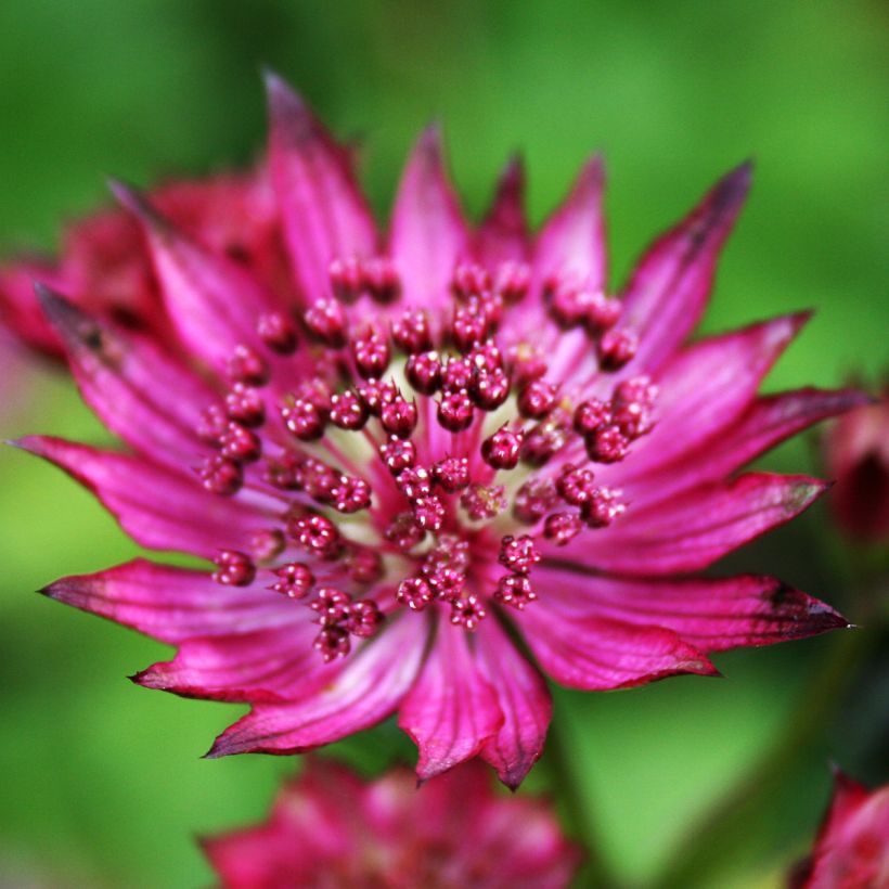 Astrantia Burgundy Manor - Sterndolde (Flowering)