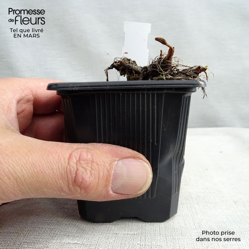 Example of Astrantia Claret - Sterndolde Kleine Töpfe von 8/9 cm as you get in printemps