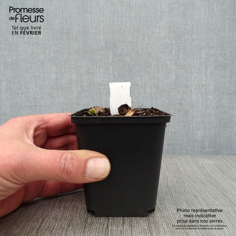 Example of Astrantia Hadspen Blood - Sterndolde Kleine Töpfe von 8/9 cm as you get in hiver