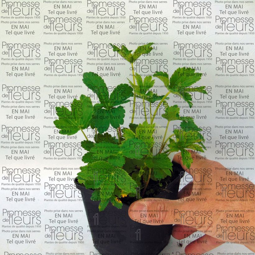 Beispiel eines Exemplars von Astrantia Lars - Sterndolde Kleine Töpfe von 8/9 cm wie geliefert