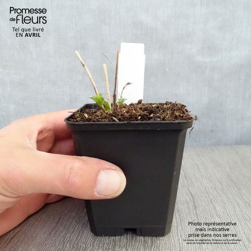 Example of Astrantia Moulin Rouge - Sterndolde Kleine Töpfe von 8/9 cm as you get in printemps