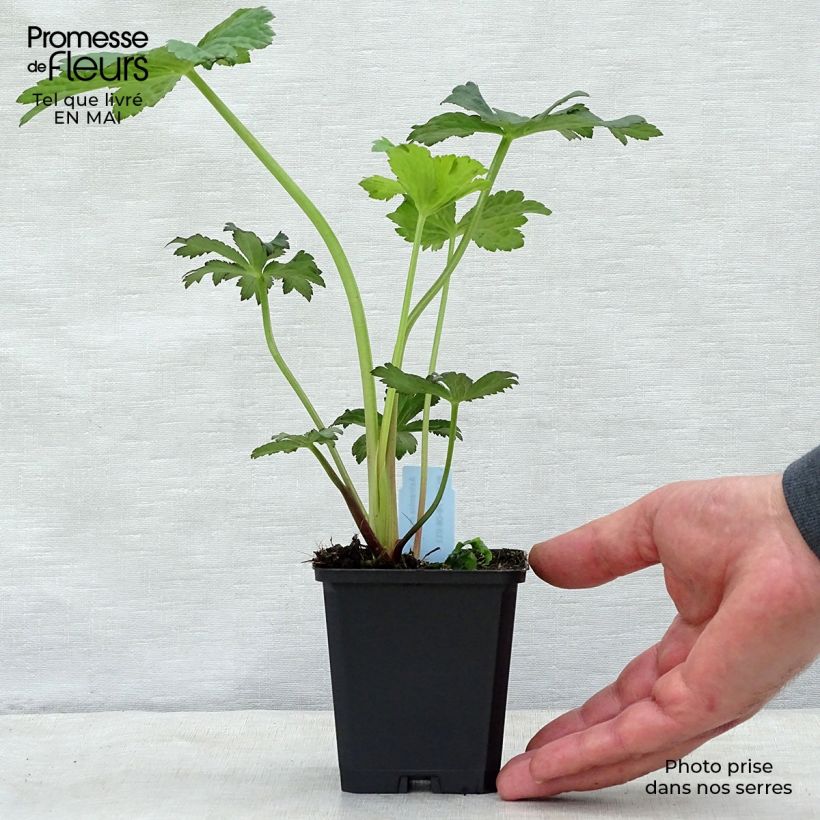 Example of Astrantia Primadonna - Sterndolde Kleine Töpfe von 8/9 cm as you get in printemps