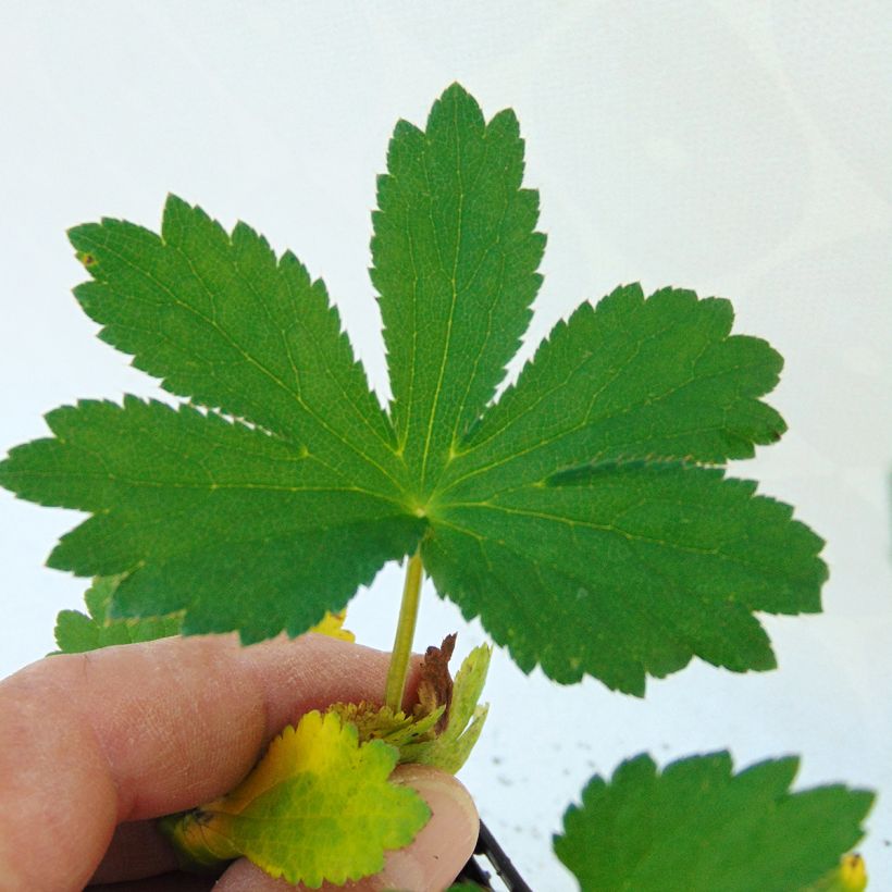 Astrantia major Rubra - Sterndolde (Foliage)