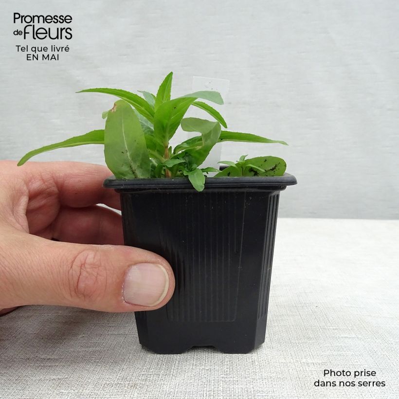 Example of Astrantia major Rubra - Sterndolde Kleine Töpfe von 8/9 cm as you get in printemps