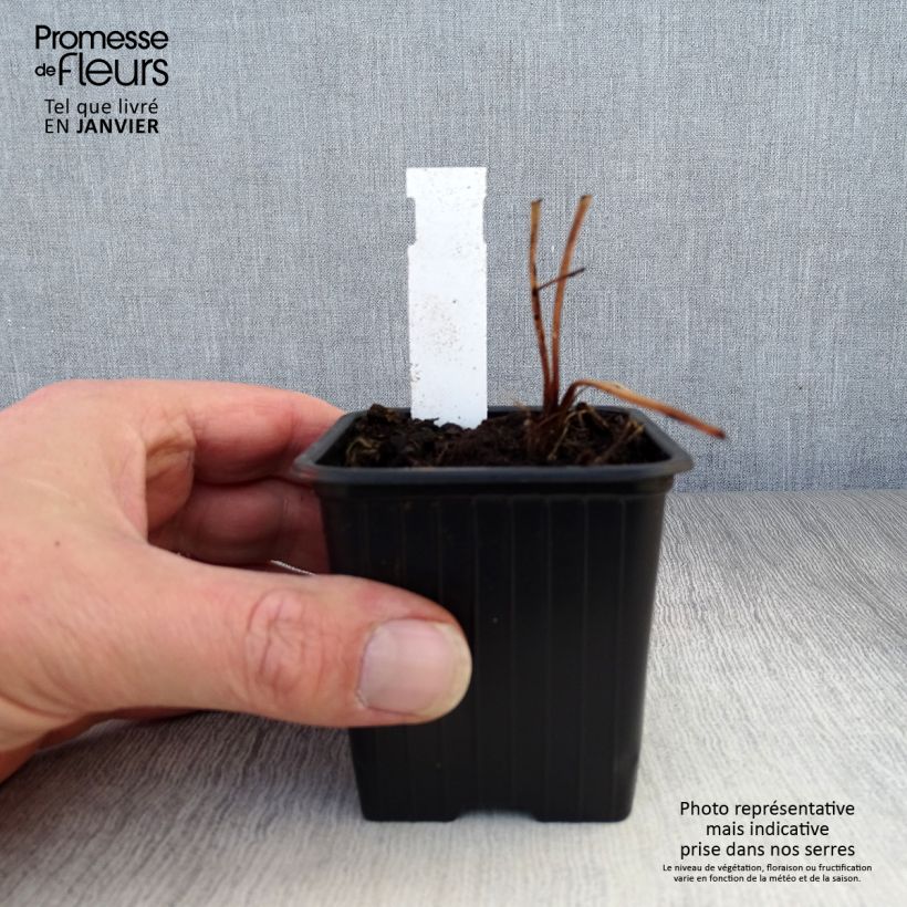 Example of Astrantia Ruby Flame Hyrume - Sterndolde Kleine Töpfe von 8/9 cm as you get in hiver