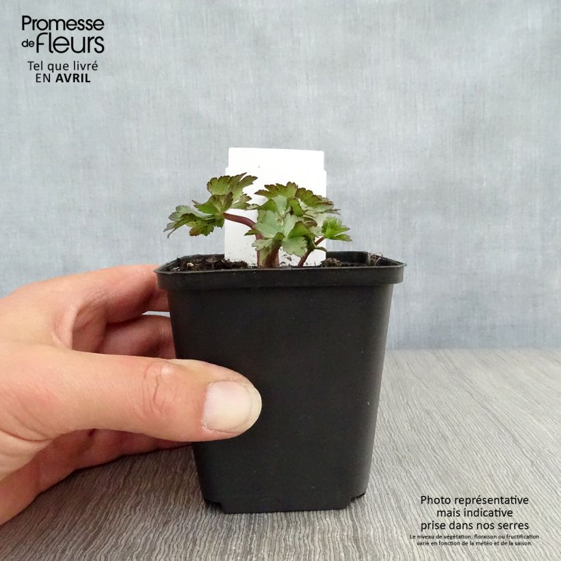 Example of Astrantia Ruby Wedding - Sterndolde Kleine Töpfe von 8/9 cm as you get in printemps