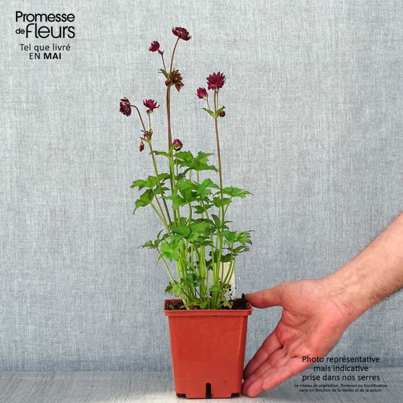 Exemplar von Astrantia Ruby Wedding - Sterndolde Topf mit 1L/1,5L wie im Frühjahr geliefert