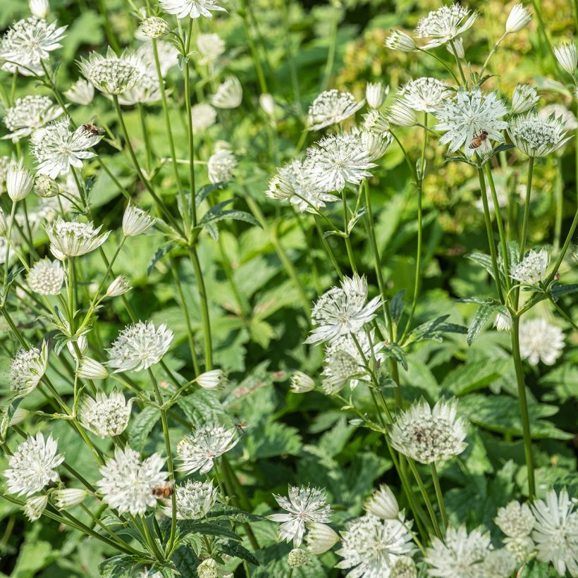 Astrantia Shaggy - Sterndolde (Flowering)