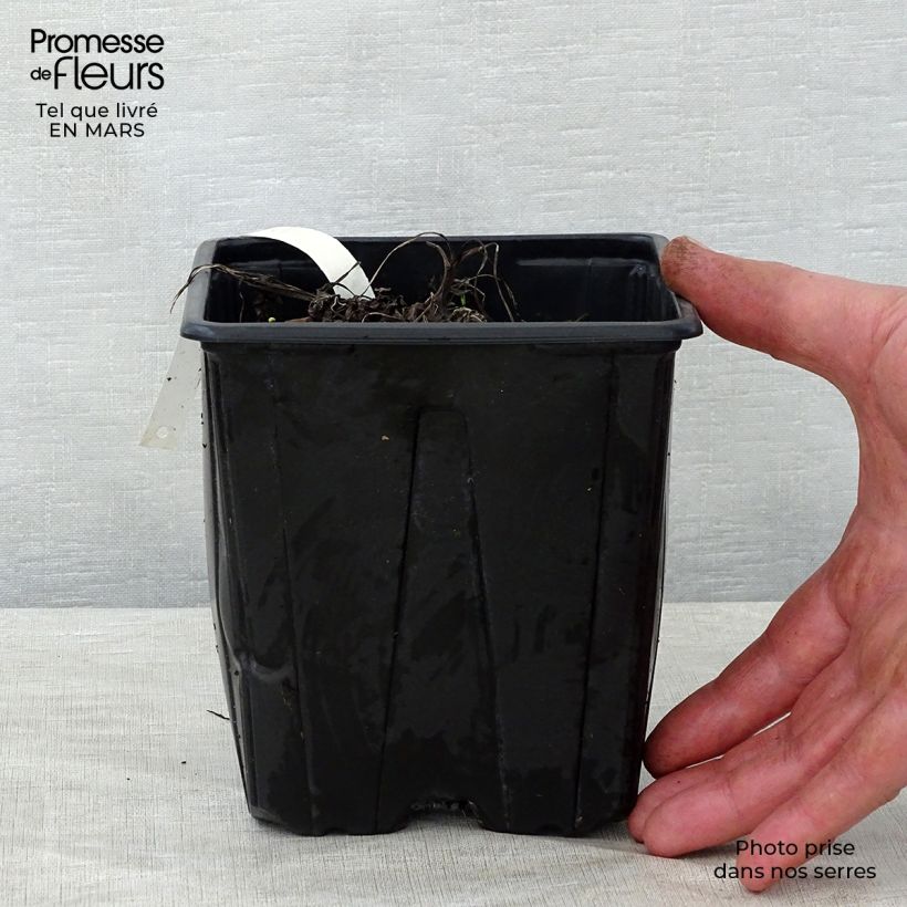 Example of Astrantia Shaggy - Sterndolde Topf mit 2L/3L as you get in printemps