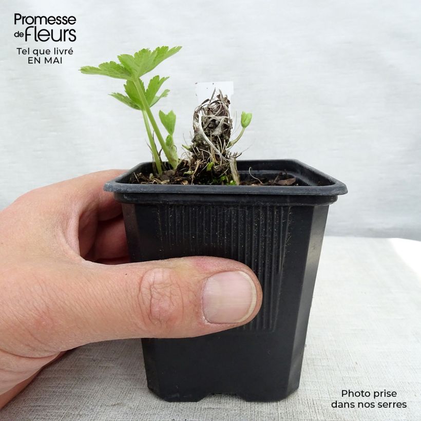 Example of Astrantia Shaggy - Sterndolde Kleine Töpfe von 8/9 cm as you get in printemps