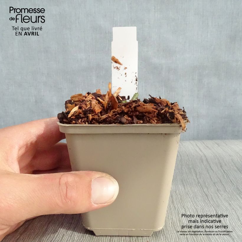 Exemplar von Astrantia Star of Beauty - Sterndolde Kleine Töpfe von 8/9 cm wie im Frühjahr geliefert