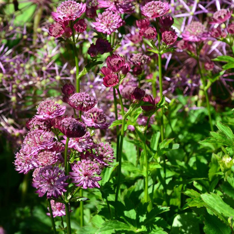 Astrantia Star of Beauty - Sterndolde (Wuchs)