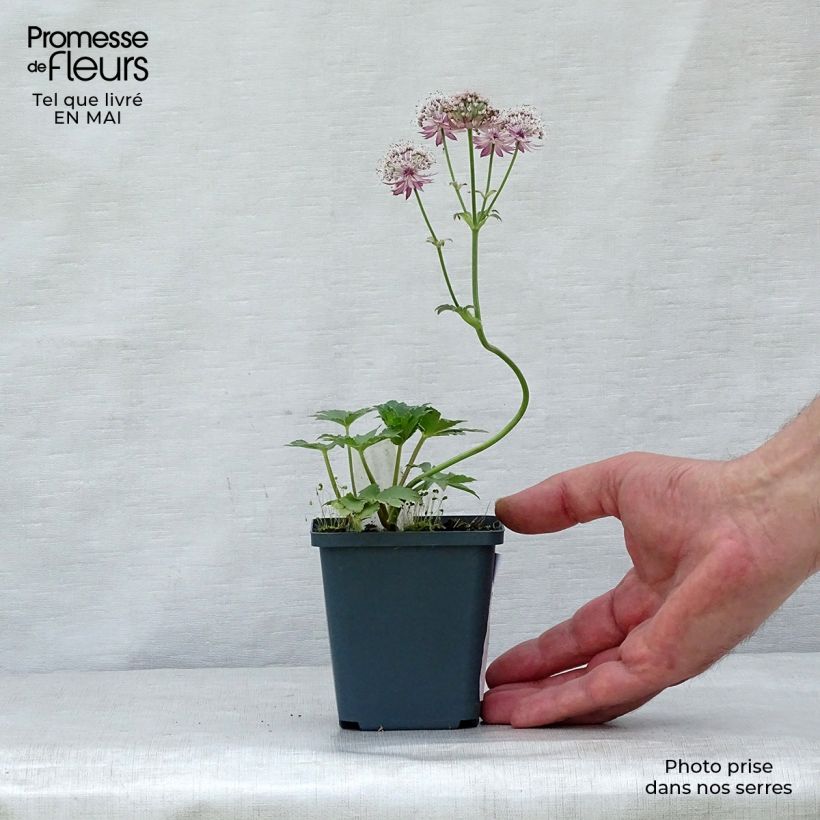 Example of Astrantia Star of Treasure - Sterndolde Kleine Töpfe von 8/9 cm as you get in printemps