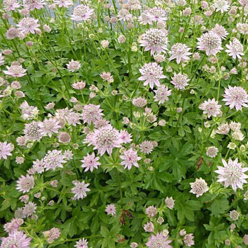 Astrantia Florence - Sterndolde (Wuchs)