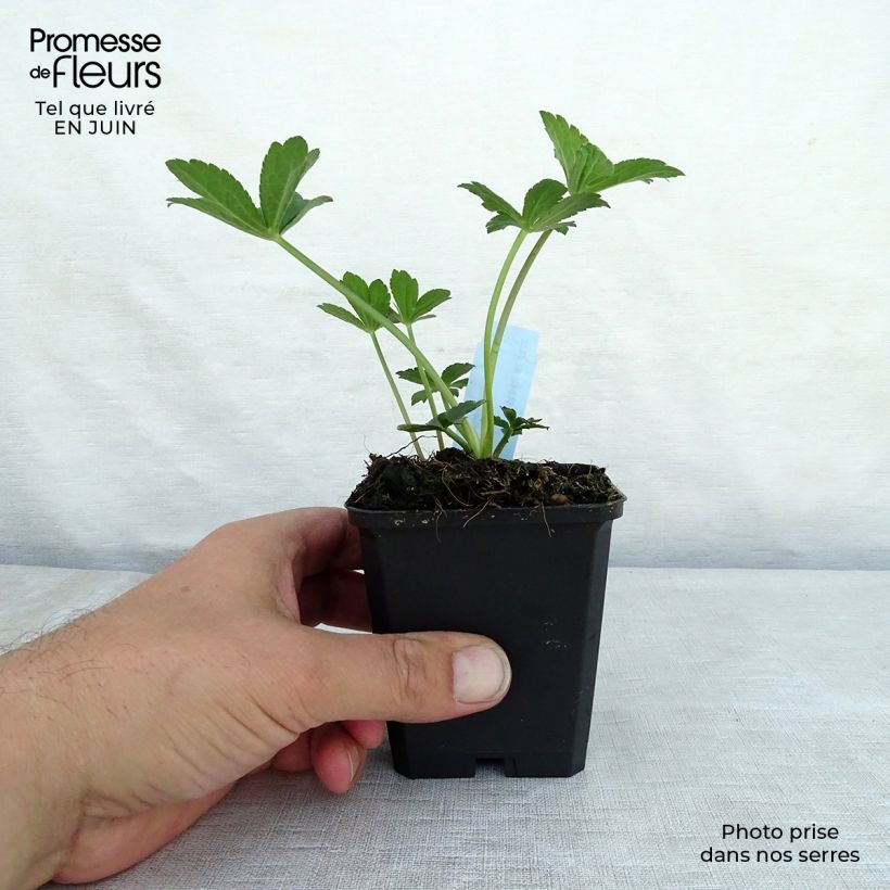 Exemplar von Astrantia Venice - Sterndolde Kleine Töpfe von 8/9 cm wie im Sommer geliefert