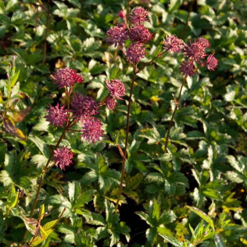 Astrantia Hadspen Blood - Sterndolde (Plant habit)