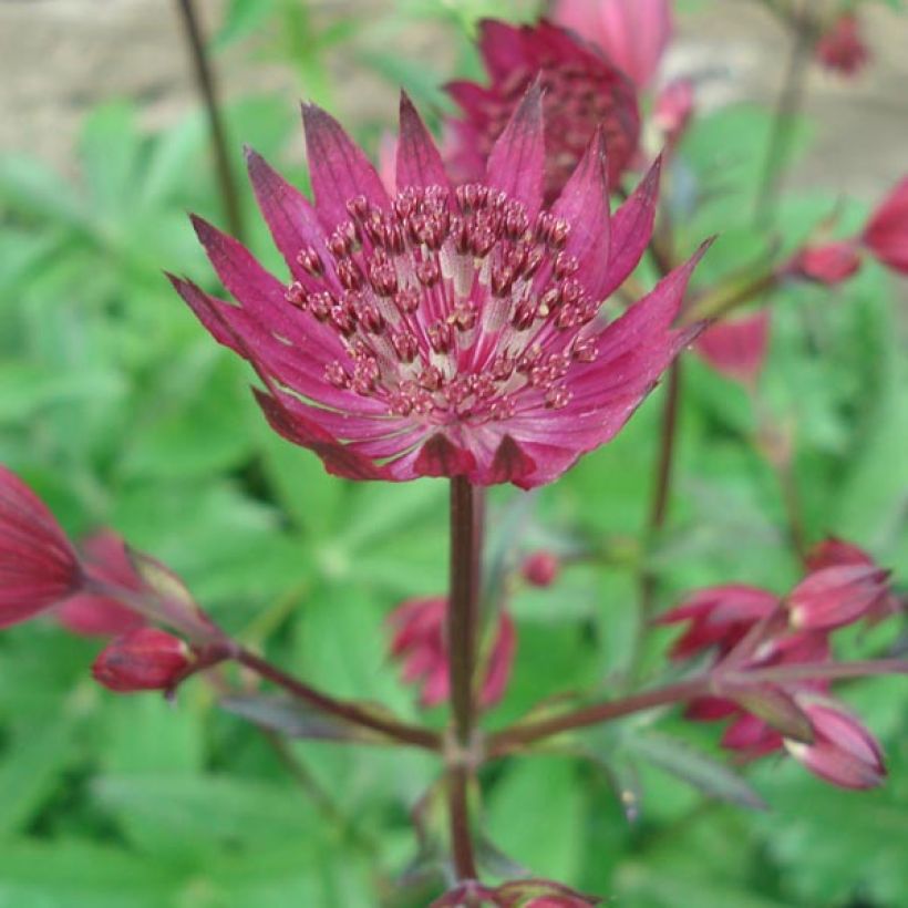 Astrantia Ruby Wedding - Sterndolde (Flowering)