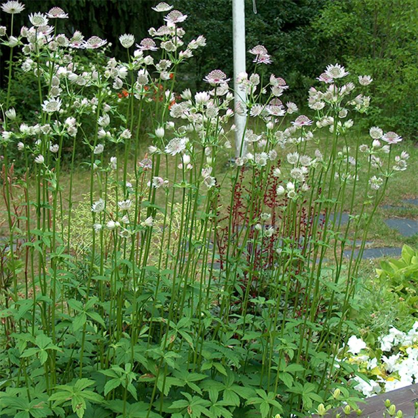 Astrantia major - Große Sterndolde (Plant habit)
