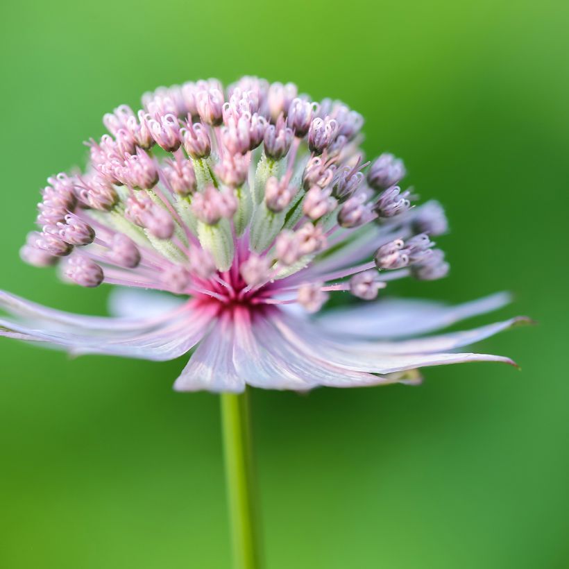 Astrantia major - Große Sterndolde (Flowering)