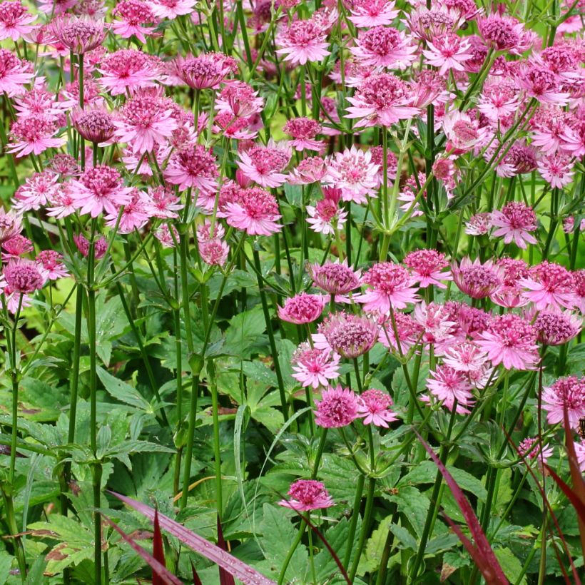 Astrantia Rosensinfonie - Sterndolde (Wuchs)