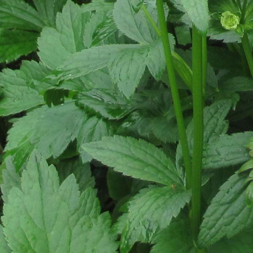 Astrantia Washfield - Sterndolde (Laub)