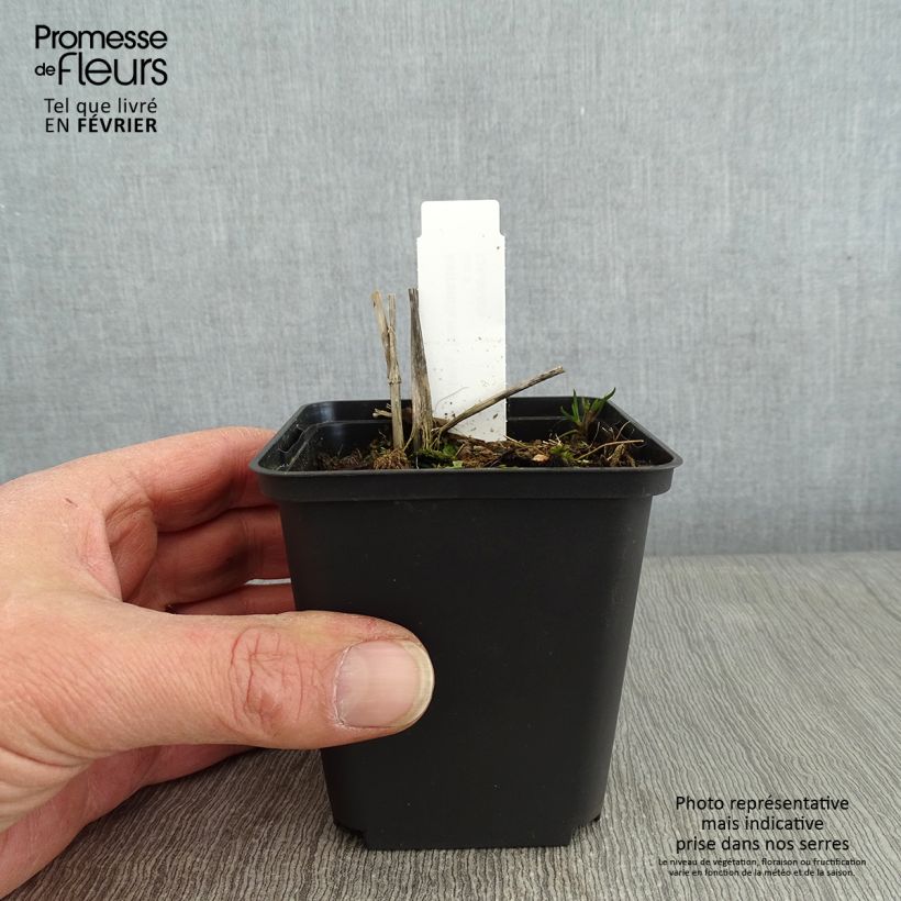 Exemplar von Astrantia Washfield - Sterndolde Kleine Töpfe von 8/9 cm wie im Winter geliefert