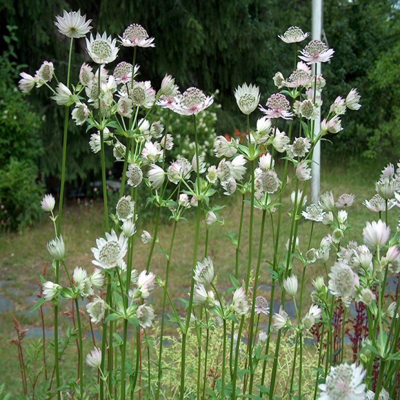 Astrantia major Alba - Sterndolde (Plant habit)