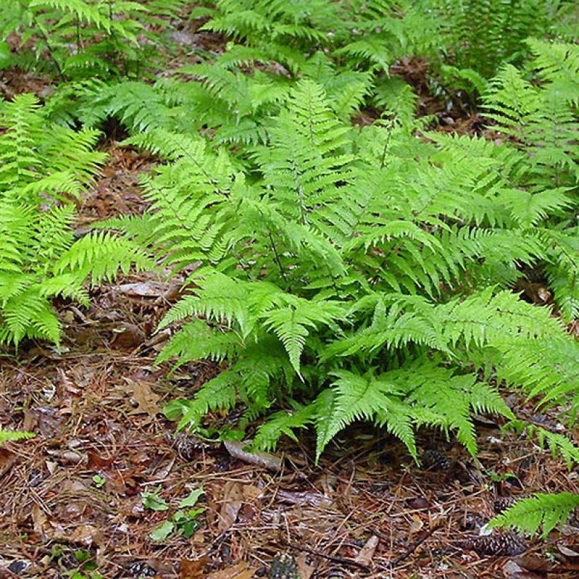 Athyrium filix-femina - Wald-Frauenfarn (Wuchs)