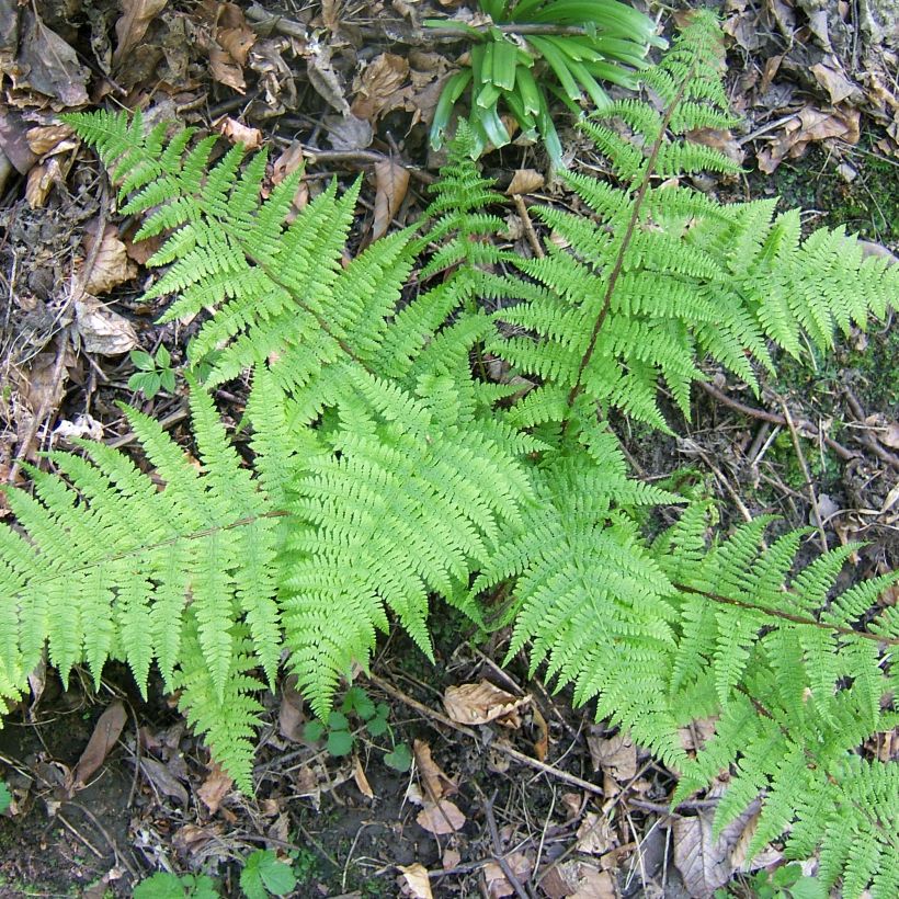 Athyrium filix-femina Cruciatum Group - Wald-Frauenfarn (Wuchs)