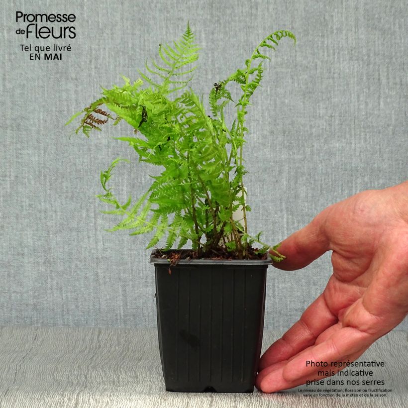 Example of Athyrium filix-femina var. angustum forma rubellum Lady in Red - Regenbogenfarn Kleine Töpfe von 8/9 cm as you get in printemps