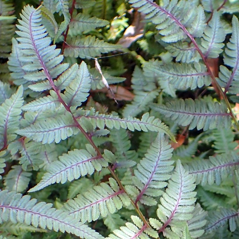 Athyrium niponicum Burgundy Lace - Regenbogenfarn (Foliage)