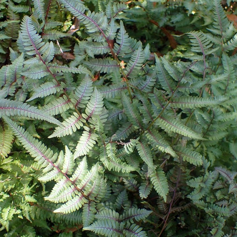 Athyrium niponicum Burgundy Lace - Regenbogenfarn (Plant habit)
