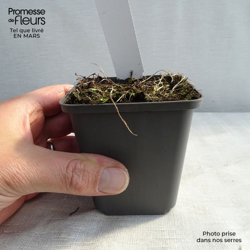 Example of Athyrium niponicum Burgundy Lace - Regenbogenfarn Kleine Töpfe von 8/9 cm as you get in printemps